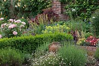 A mixed border with box hedging, Rosa 'Jenny's Rose', Erigeron karvinskianus, alchemilla, lavender and sisyrinchium.