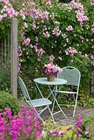 Scrambling along trellis, Rosa 'Blush Rambler', a rambling rose with clusters of fragrant pink flowers