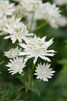 Astrantia major 'Large White', masterwort, a perennial bearing papery white flowers with green tips to petals, from early summer.