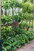 Pyrus 'Beth' and 'Concorde' backing onto a greenhouse, pears trained in a cordon, above strawberry plants