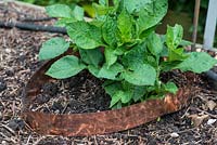 Dahlia plant surrounded by raised copper band, to repel slugs