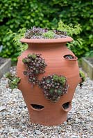 An unusual centrepiece, a strawberry pot planted with succulent sempervivum, house leeks