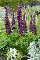 Lupinus 'Masterpiece', a stately perennial, flowering in June.