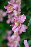 Clematis montana 'Broughton Star', a climber flowering from June.