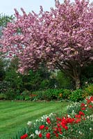An ornamental Japanese cherry tree, Prunus 'Kanzan', heavy with pink spring blossom. In spring the tree is laden with blossom, large double, deep pink flowers and bronze foliage. 