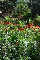 Glimpsed over Imperial Fritillaries, massed planting of Tulipa 'Ad Rem' creates a dramatic splash of colour to greet visitors as they round the corner.