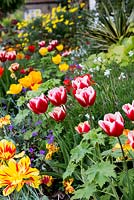 A hot spring border with Tulipa Lucky Stripe, Tulipa Orange Lion and Tulipa Winnipeg