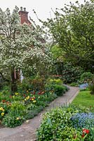 The front garden with apple tree in blossom underplanted with comfrey, self seeding forget-me-nots, tulips, daffodils and Fritillaria imperialis. Camellia japonica at the end of the path.