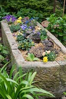 A stone trough with Alpine plants: windflower, dianthus Primula auricula and viola.