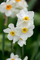 Narcissus tazetta var chinensis