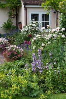A mixed border planted with delphiniums, alchemilla mollis, poppies and roses 'Snow Goose', 'Winchester Cathedral'.