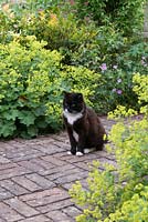 Barney the cat sitting on a brick path between Alchemilla mollis.