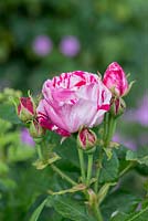 Rosa 'Ferdinand Pichard', fragrant repeat flowering rose, June.