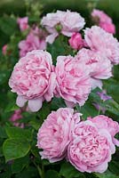 Rosa 'Mary Rose', scented double shrub rose, June.