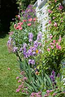 English cottage style garden with peony and  Iris pallida