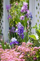 English cottage style garden with Centranthus ruber nana - Red Valerian and bearded Iris