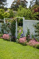 English cottage style garden with white lattice screen divider and pink climbing Rosa 