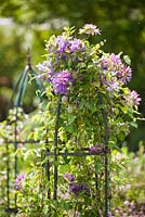Clematis Belle of Woking - double purple clematis growing on green wire plant support 