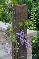 Wisteria sinensis with purple flowers growing on a recycled timber post.