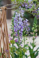 Wisteria sinensis with purple flowers growing on a cane tee pee.