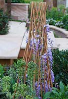 A cane Tee Pee planted out with Wisteria sinensis.