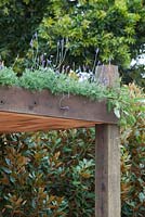Recycled timber pergola with Lavender growing on it's roof.