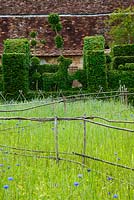 Wheat growing in the parterre divided with bamboo and chestnut fences with in the background, clipped hornbeam hedges at le Prieuré Notre-Dame d'Orsan