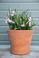 The first bulbs to emerge are Chionodoxa forbesii 'Pink Giant'