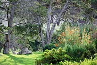 Kirstenbosch National Botanical Garden, Cape Town, South Africa - orange flower is Wild Dagga Lion's Tail - Leonotis leonurus
