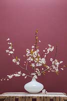 Cherry blossom in an ornate white vase against a red background