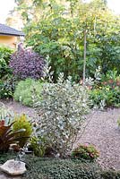 View of garden featuring Kalanchoe hildebrantii 'Silver spoons' in middle with various colourful foliaged plants in the background