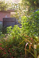 Afternoon light in garden featuring Ruellia elegans, Aechmea blanchetiana bromeliad and Hibiscus heterophyllus