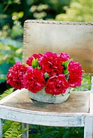 Paeonia officinalis rubra plena arranged in stone container on chair, May