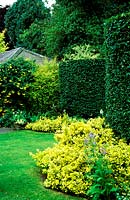 Beech hedging with bright yellow variegated euonymus at base.