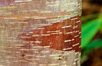 Betula albo sinensis 'Septentrionalis' - chinese red barked birch