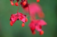Euonymus planipes - Chinese Spindle Tree. Close up of red flowers