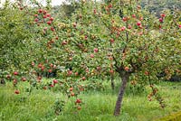 Malus domestica - Dessert apples growing in orchard, September