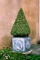 Cone-shaped topiary box - Buxus sempervirens, September