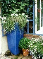 Tall blue container with white planting. Carex comans 'Frosted Curls, Lobelia, Impatiens, Fern, Clematis 'Etoile Violette, Buxus sempervirens. June. Jaqui Mclaren's garden