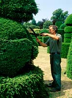 Man trimming large taxus topiary with shears. Hall Place, Kent