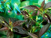 Lysimachia 'Firecracker and Cerinthe major   purpurescens. Close up of brown leathery leaves with green buds and plant with purple buds in background.