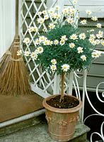 Chrysanthemum frutescens - marguerita daisies in ornamental terracotta pot with broom on doorstep. White flowers with yellow centres on dark green foliage with woody stem.