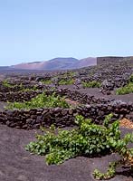 Lanzarote. Canary Islands, grape vines growing in horse-shoe shaped beds to protect from the wind
