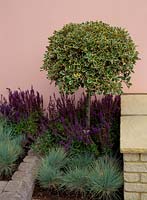 Standard variegated ilex - holly planted with grasses and salvia against pink wall