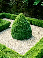 Buxus sempervirens. Box and gravel parterre, Summer