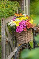 Chrysanthemum 'Beppie Mixed'. Cut flowers in vintage ladies bicycle basket.