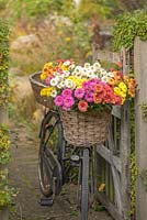 Chrysanthemum 'Beppie mixed'. Cut flowers in vintage ladies bicycle basket.