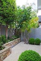 Small courtyard garden showing pleached Lilly pilly trees and raised natural dry stone garden bed wall by Eco Outdoor planted with various succulents: Dracaena marginata and clipped buxus balls.