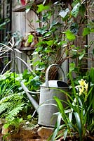 Watering can on wall with Hedera helix, Polystichum setiferum, Lucille Lewins, small office court yard garden in Chiltern street studios, London. Designed by Adam Woolcott and Jonathan Smith 