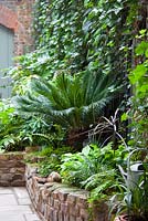 View out to court yard with raised beds, with Cycas revoluta, Liriope muscari, Epimedium grandiflorum, Hedera helix, Hosta sum and  stubstance. Lucille Lewins, small office court yard garden in Chiltern street studios, London. Designed by Adam Woolcott and Jonathan Smith 